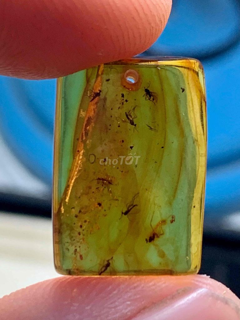 hổ phách amber Baltic ngậm côn trùng 🦟 tự nhiên