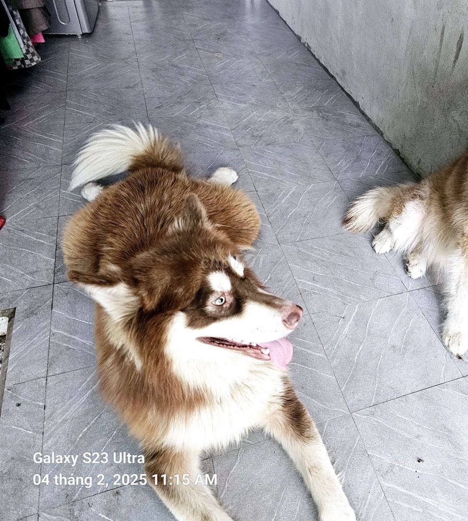 Chó alaska. Mua bán Chó tại Huyện Thoại Sơn An Giang được đăng bởi Hung hình 3