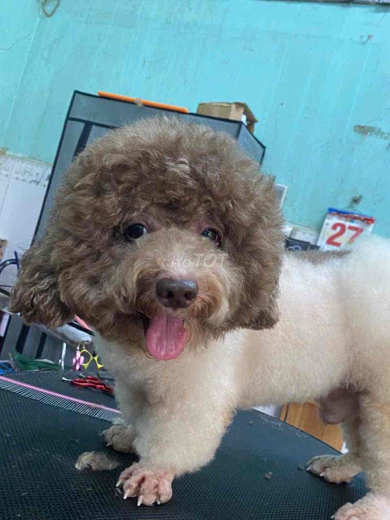 bò sữa socols đực xinh nhập Thái. Mua bán Chó tại Quận 1 Tp Hồ Chí Minh được đăng bởi bm hình 1