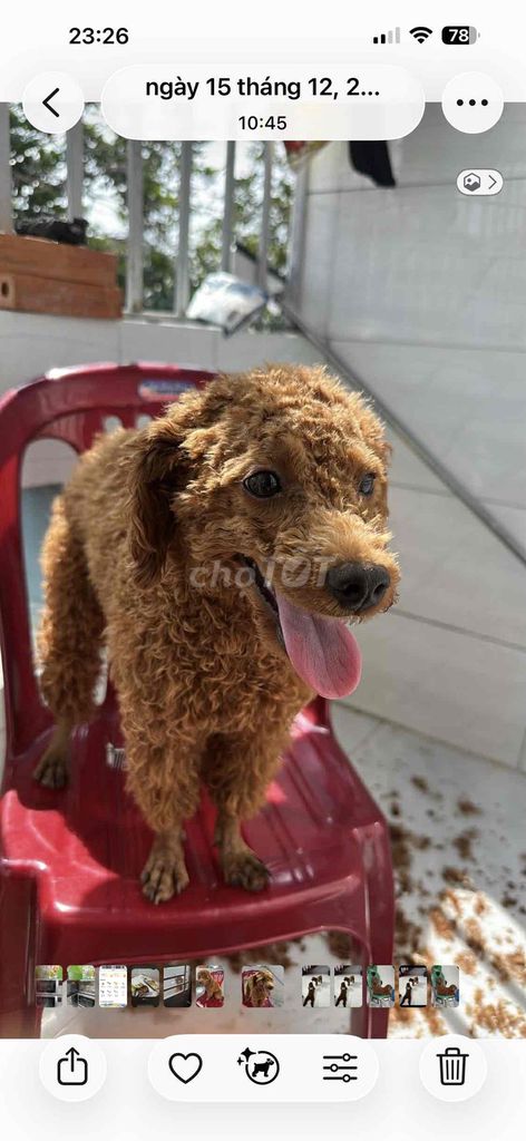 2 bé cún Poodle nâu 10 tháng. Mua bán Chó tại Thành phố Thuận An Bình Dương được đăng bởi Phạm Thị Phượng hình 1