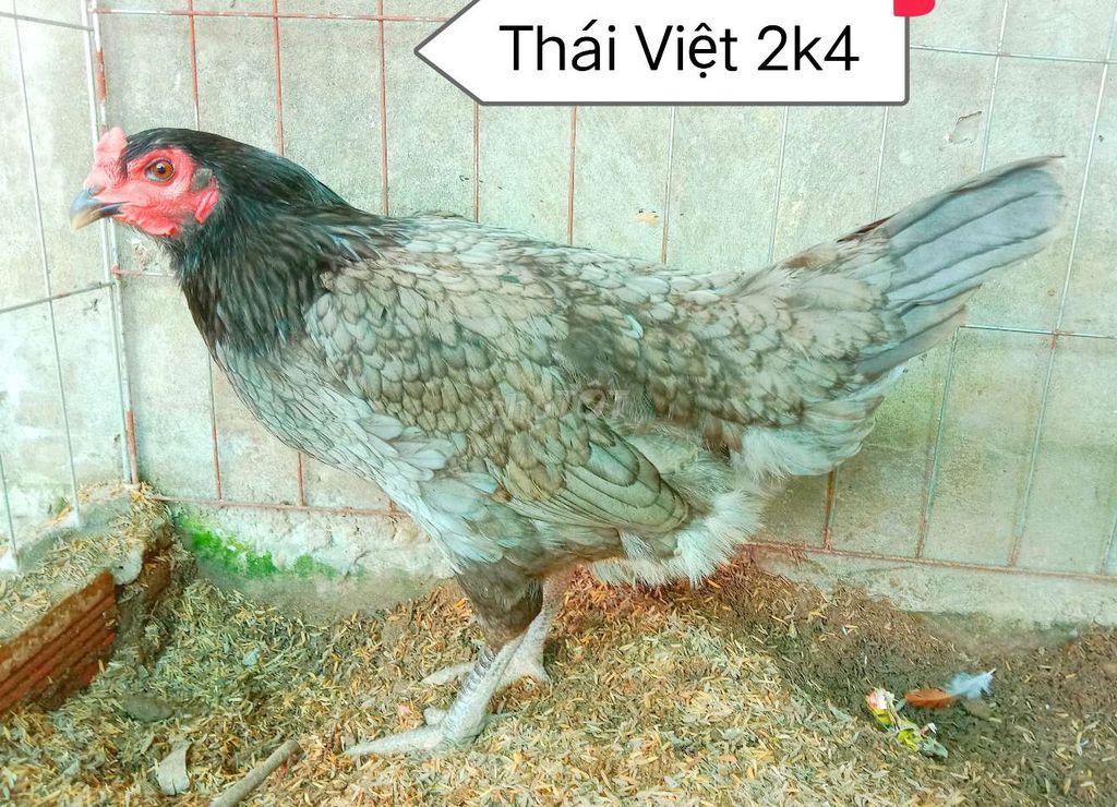 Mái Thái Việt trạng 2, kg6