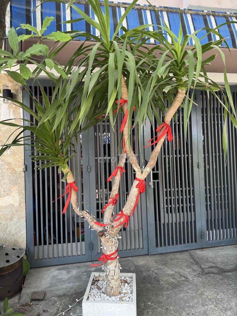 Cây thần tài núi màu xanh lá. Mua bán Cây cảnh, đồ trang trí tại Quận Cẩm Lệ Đà Nẵng được đăng bởi Nhung hình 1