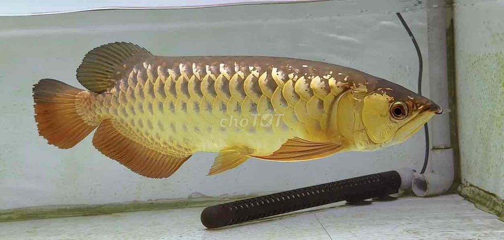 Cá Rồng Vàng U45. Mua bán Thú cưng khác tại Huyện Củ Chi Tp Hồ Chí Minh được đăng bởi Phạm Nhật Hào hình 1
