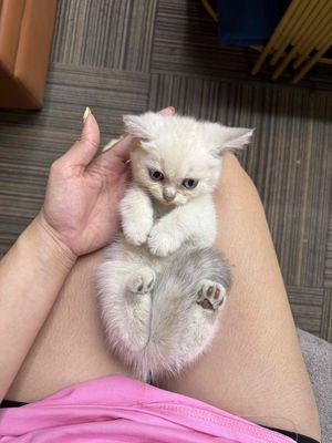 Mèo ALN Thuần Trắng Xám