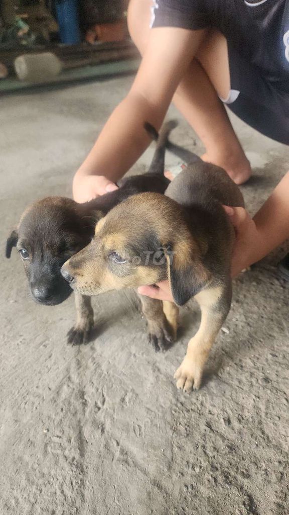Chó lai con Nâu đen. Mua bán Chó tại Thành phố Thủ Dầu Một Bình Dương được đăng bởi Văn Viêt Nguyên hình 1