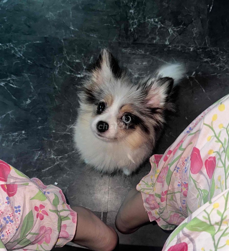 Chó Pom phốc sóc Cái Blue merle. Mua bán Chó tại Quận Cầu Giấy Hà Nội được đăng bởi nhi nhi hình 1