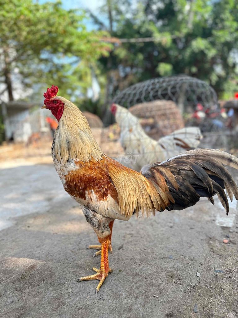 Gà khet 2kg9. Mua bán Gà tại Thành phố Mỹ Tho Tiền Giang được đăng bởi Chuyên Gà Nòi sanh sữa cho AE hình 1