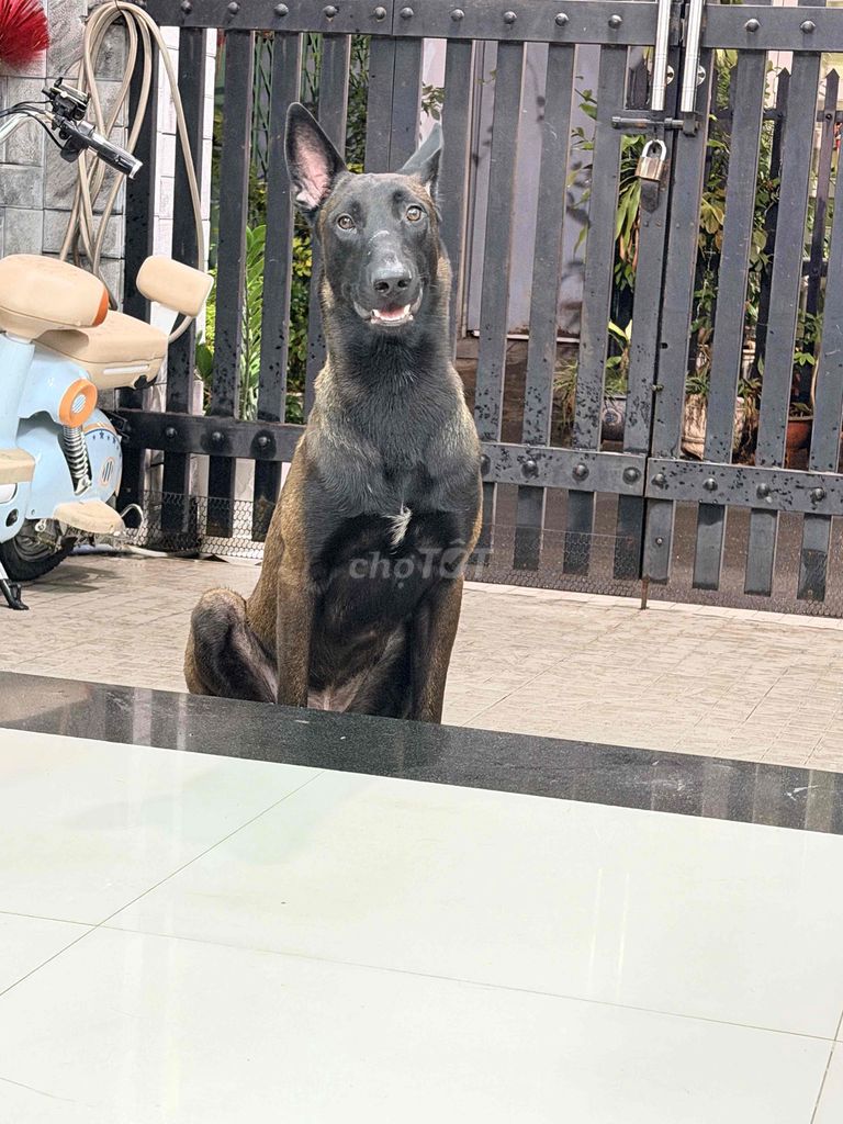 Chó giống Đen vàng. Mua bán Chó tại Thành phố Biên Hòa Đồng Nai được đăng bởi minhnhi hình 1