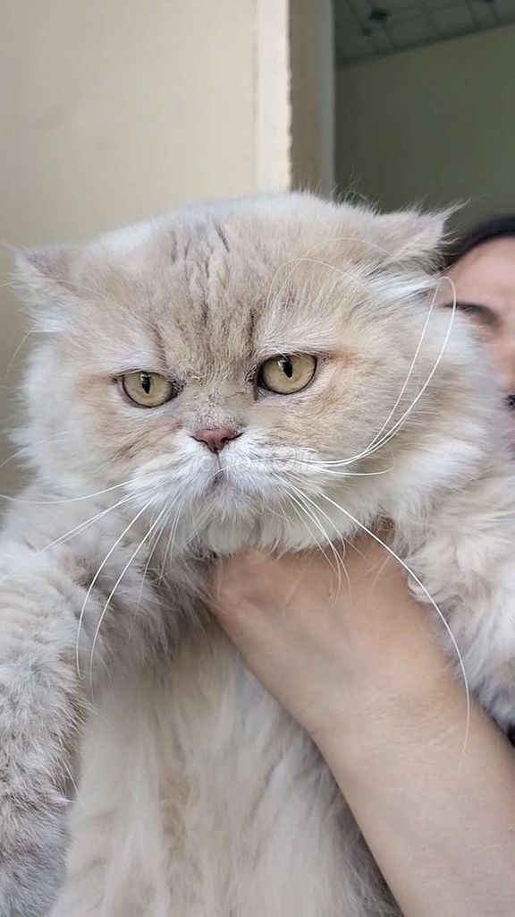 Bé cái trưởng thành. Mua bán Mèo tại Quận Gò Vấp Tp Hồ Chí Minh được đăng bởi karaci family pet hình 1