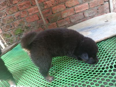 Chó Becgie Cái Đực 2 tháng Đen