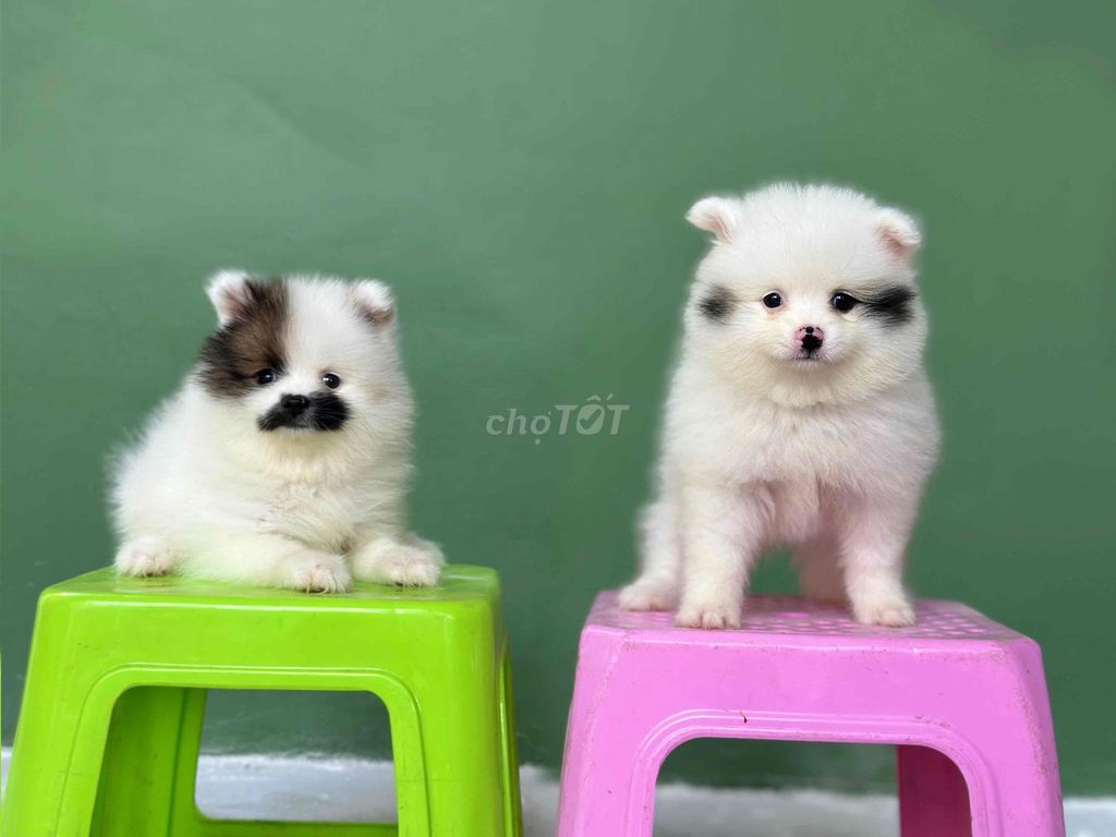 Chó Phốc Sóc cái Trắng đốm đã tiêm mũi 1. Mua bán Chó tại Thành phố Bến Tre Bến Tre được đăng bởi Mì Mì House  hình 1