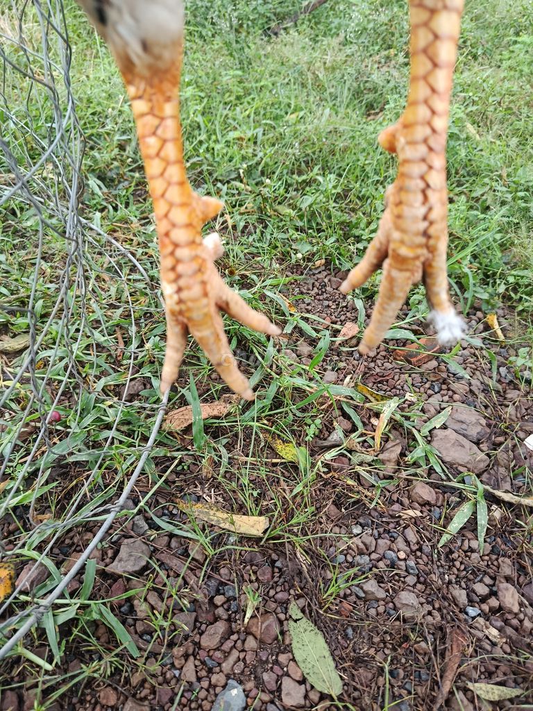 Chia ae giá lúa wa mùa chơi 3kg5. Mua bán Gà tại Huyện Trảng Bom Đồng Nai được đăng bởi Nguyễn Nhân hình 1
