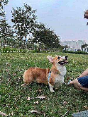 Tìm chủ mới cho bé chó  corgi cái hơn 1 tuổi