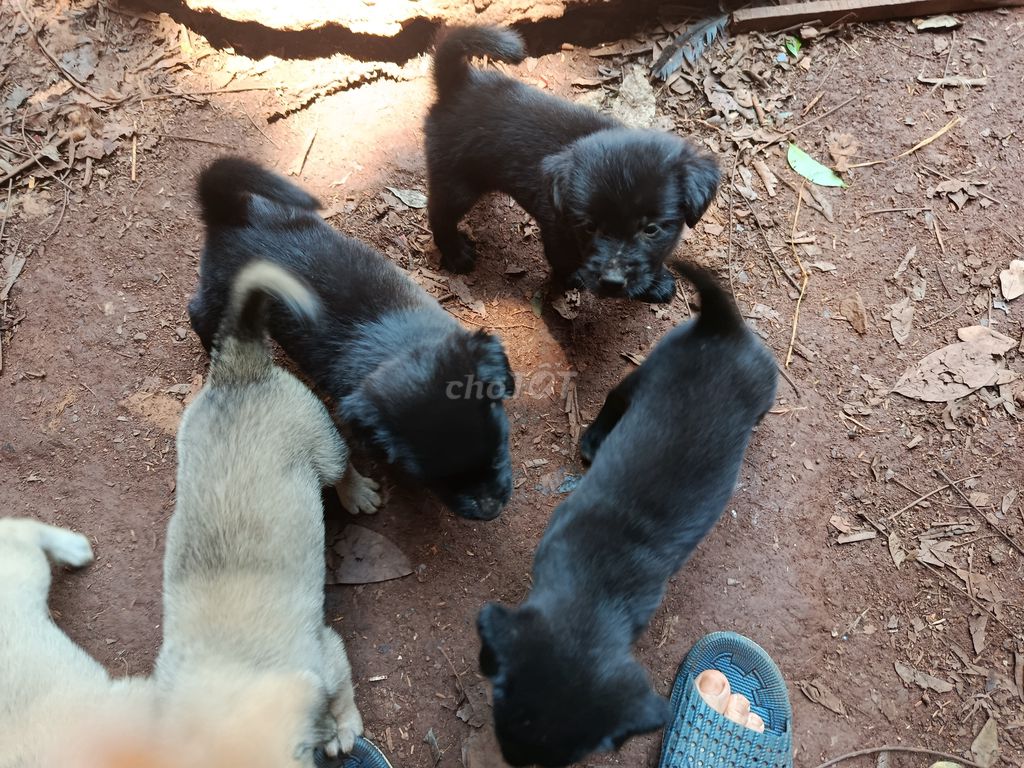 Chó phú quốc, chó con lai. Mua bán Chó tại Huyện Xuân Lộc Đồng Nai được đăng bởi Võ Duy Thịnh  hình 3