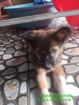Bán  chó corgi con, mắt xanh dương. Mua bán Chó tại Huyện Đức Hòa Long An được đăng bởi Phạm Huỳnh Thức