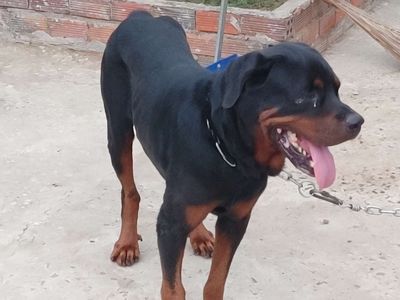ĐL.Rottweiler Đực.,