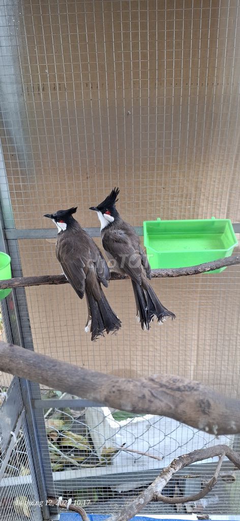 Chim chào mào trống mái đã đẻ 1 lứa. Mua bán Chim tại Huyện Hóc Môn Tp Hồ Chí Minh được đăng bởi nghĩa hình 1