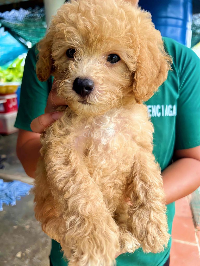 poodle vàng mơ 2 tháng nhà đẻ dễ ăn chăm rất kỹ. Mua bán Chó tại Quận 8 Tp Hồ Chí Minh được đăng bởi My Kim hình 1