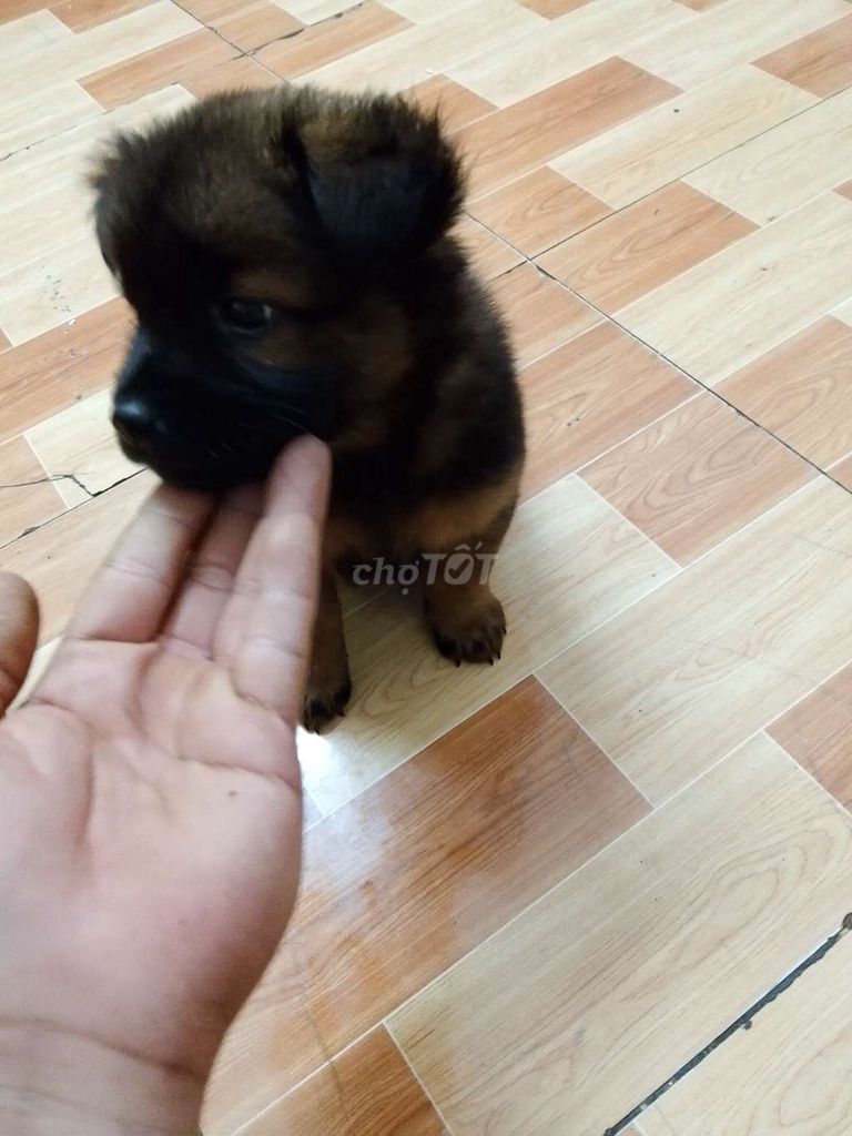 Chó Lai Póc Nâu đen. Mua bán Chó tại Thị xã Bến Cát Bình Dương được đăng bởi tỉnh hình 1
