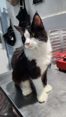 Mèo Maine Coon tuxedo