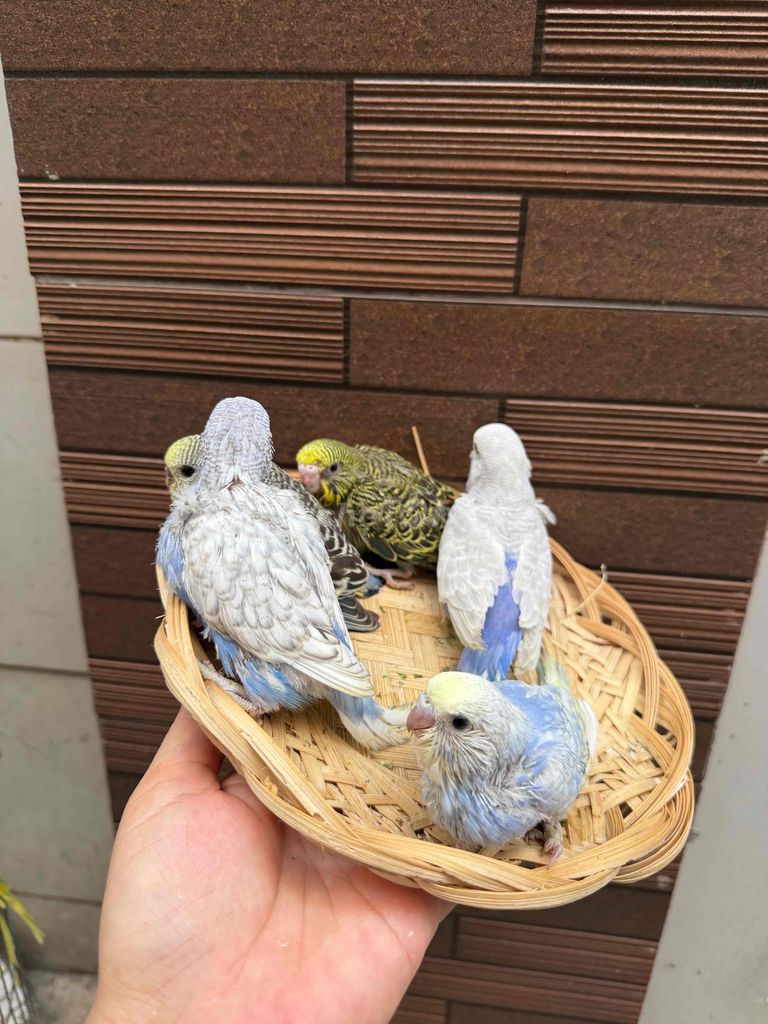 Chim Yến phụng Hà Lan Dặm bột tập ăn. Mua bán Chim tại Quận Tân Phú Tp Hồ Chí Minh được đăng bởi Thủy huỳnh hình 1
