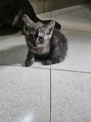 📢 BÁN MÈO CON SIÊU DỄ THƯƠNG 🐱.. Mua bán Mèo tại Quận Đống Đa Hà Nội được đăng bởi Lê Thu Hương hình 1