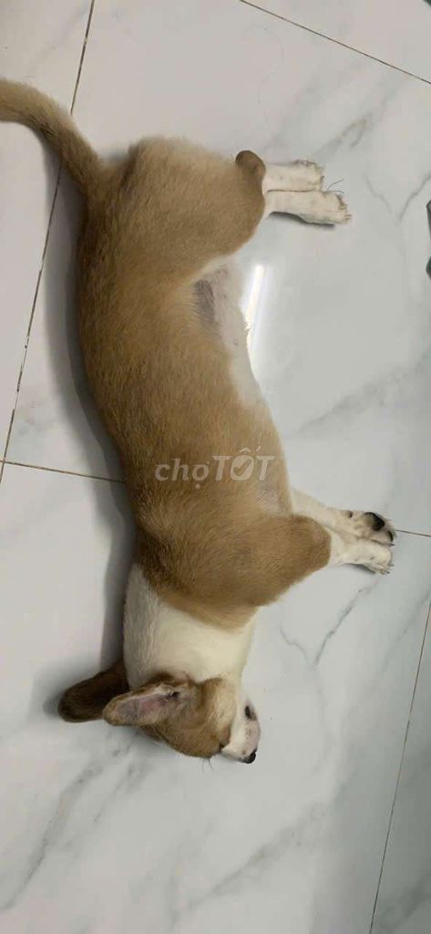 Thanh lý bé Corgi đực