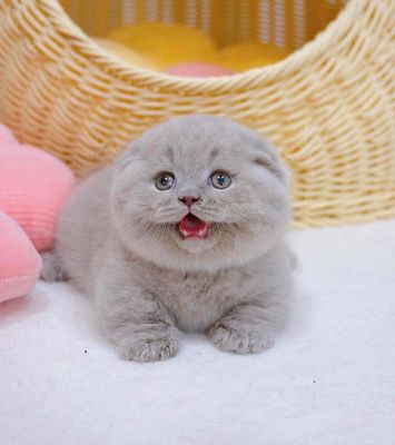 Mèo Anh lông ngắn màu lilac Tai cụp