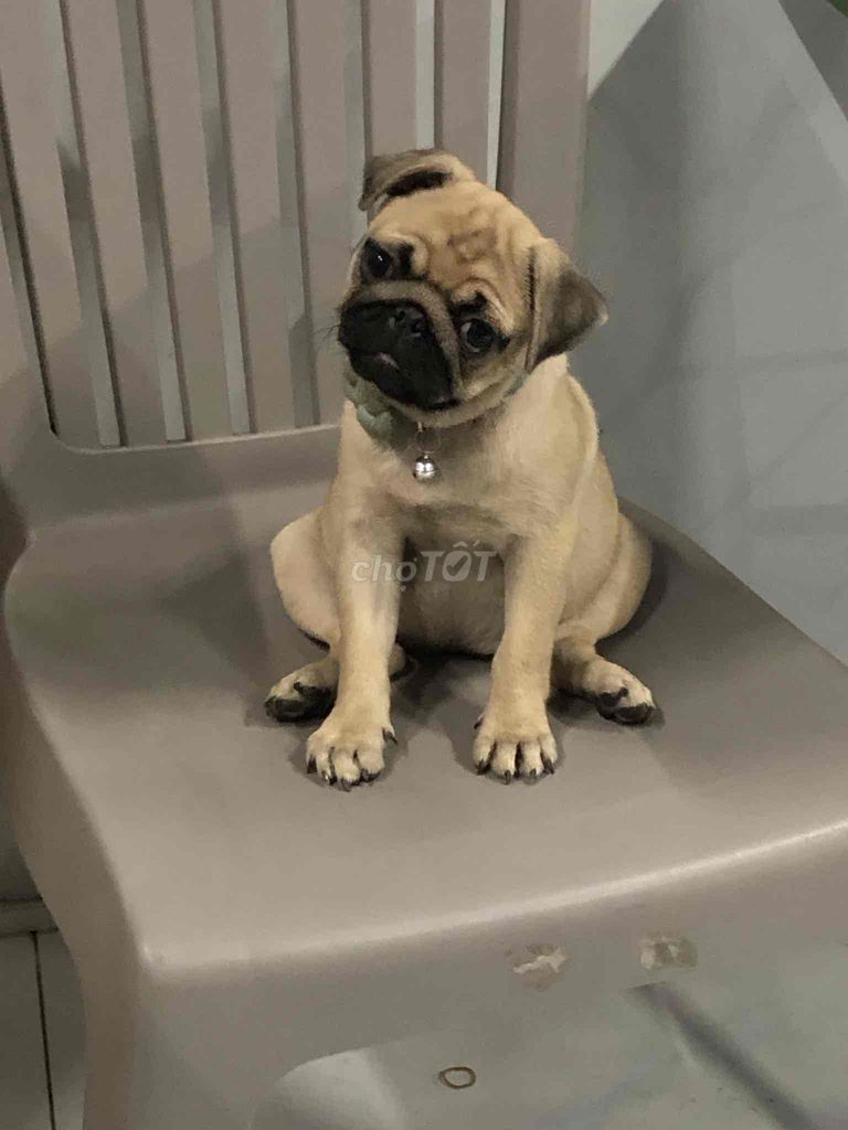 Chó Pug cái - Tân Hưng Quận 7. Mua bán Chó tại Quận 7 Tp Hồ Chí Minh được đăng bởi mây hình 2