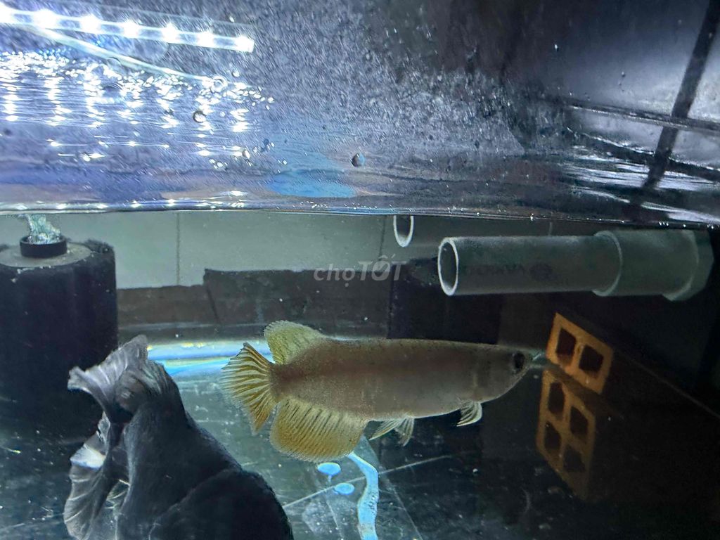Cá cảnh Kim Long 13 cm. Mua bán Thú cưng khác tại Huyện Bình Chánh Tp Hồ Chí Minh được đăng bởi P M T hình 1