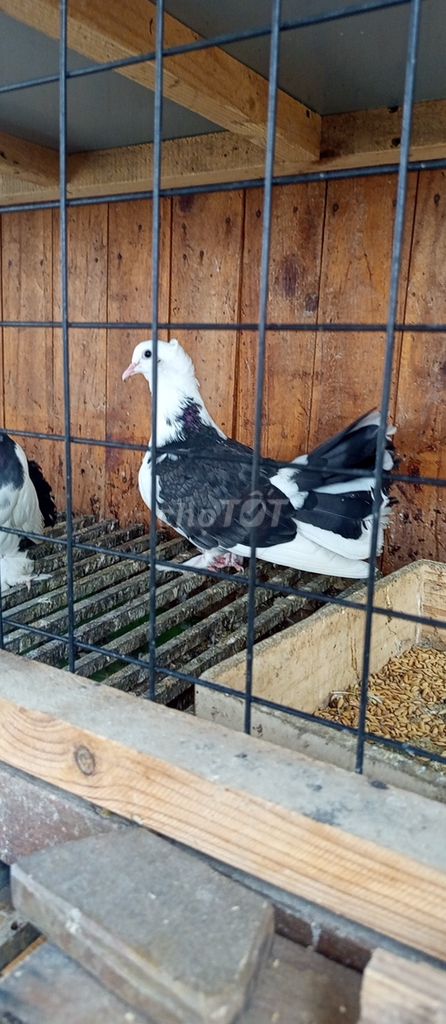 Chim bồ câu xoè  Trắng, Đen và  kèn 2 tháng. Mua bán Chim tại Quận 12 Tp Hồ Chí Minh được đăng bởi Vĩnh Phạm hình 1