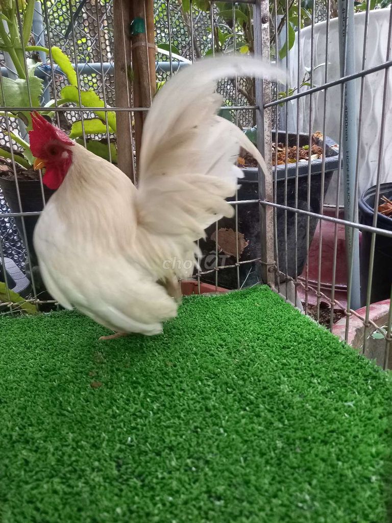 Gà Siama trống 10 tháng. Mua bán Gà tại Huyện Cái Bè Tiền Giang được đăng bởi Hoang Lê hình 1