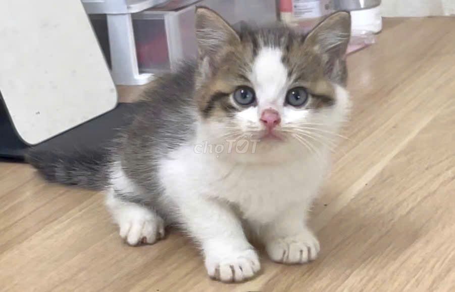 mèo anh lông ngắn tabby mũi hồng 2 tháng. Mua bán Mèo tại Quận Thanh Xuân Hà Nội được đăng bởi vu hoang viet hình 1