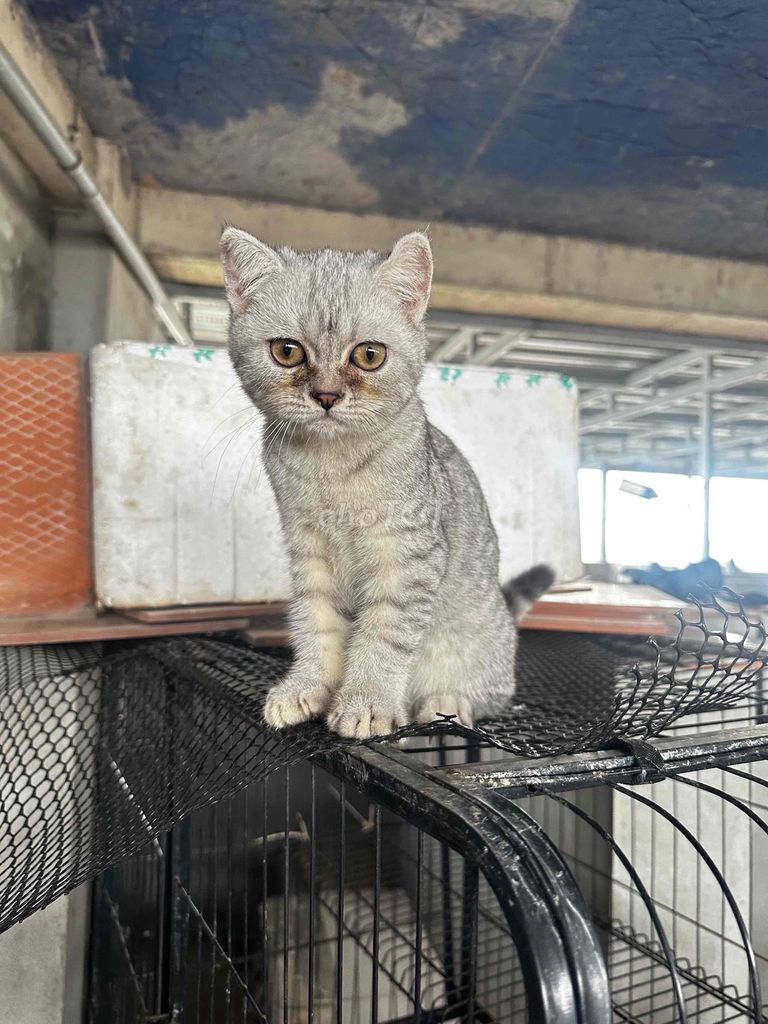 Mèo tabi, Xám xanh khỏe mạnh đã tiêm phòng. Mua bán Mèo tại Quận Hoàng Mai Hà Nội được đăng bởi Tuấn Linh hình 1