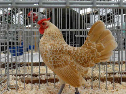 Gà vảy cá trống khỏe mạnh. Mua bán Gà tại Quận 8 Tp Hồ Chí Minh được đăng bởi Hoàng Giáp hình 1