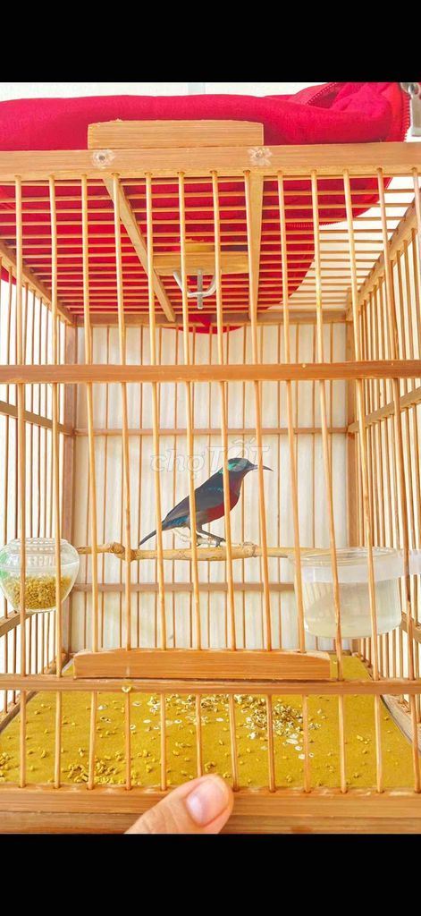 7 màu tuyển hót. Mua bán Chim tại Quận 12 Tp Hồ Chí Minh được đăng bởi Triển hình 1