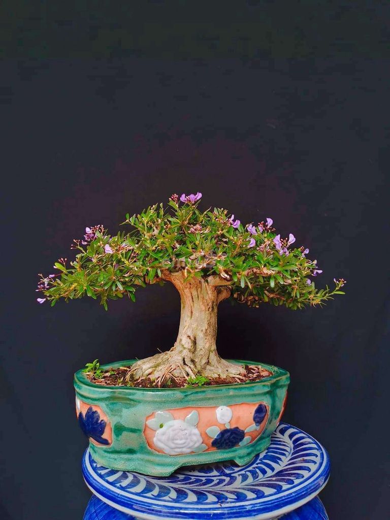 Cây Linh Sam bonsai để bàn cao 25cm
