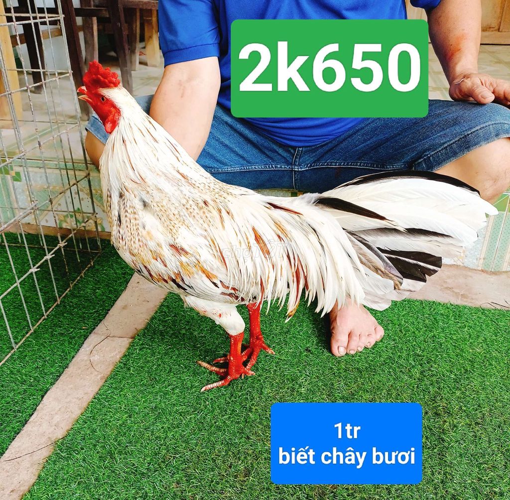 bướm.2k650. tay 1 cục