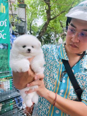 Chó Pomeranian Trắng Nhỏ Thân thiện