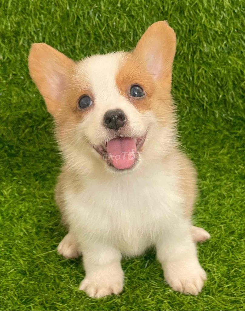 Chó Corgi Đực Cái Trắng Nâu Đã Tiêm. Mua bán Chó tại Huyện Thanh Trì Hà Nội được đăng bởi Nguyễn Longg hình 1