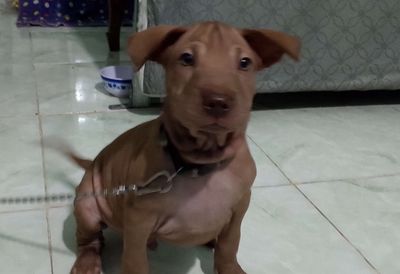 cần bán Pitbull đực mập khoẻ🥰. Mua bán Chó tại Thành phố Thủ Đức Tp Hồ Chí Minh được đăng bởi My