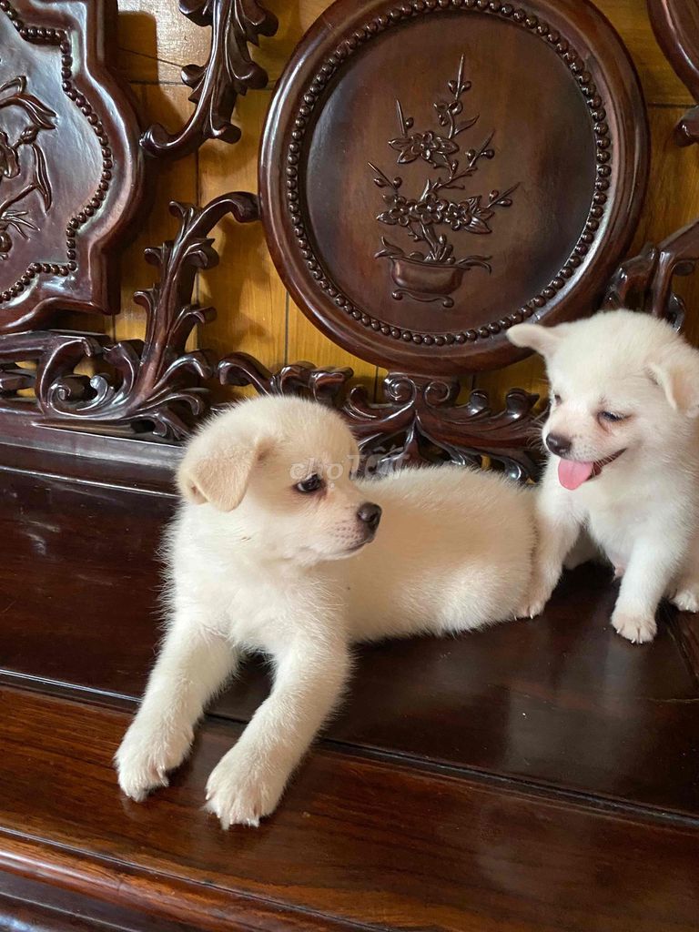 Chó trắng bé có huyền đề. Mua bán Chó tại Huyện Hoài Đức Hà Nội được đăng bởi Dung hình 1