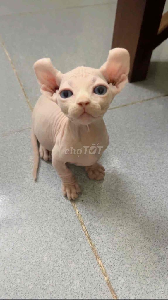 Mèo Đực Không Lông Xanh Hà Nội. Mua bán Mèo tại Quận Cầu Giấy Hà Nội được đăng bởi Vũ Ngọc Lan hình 1