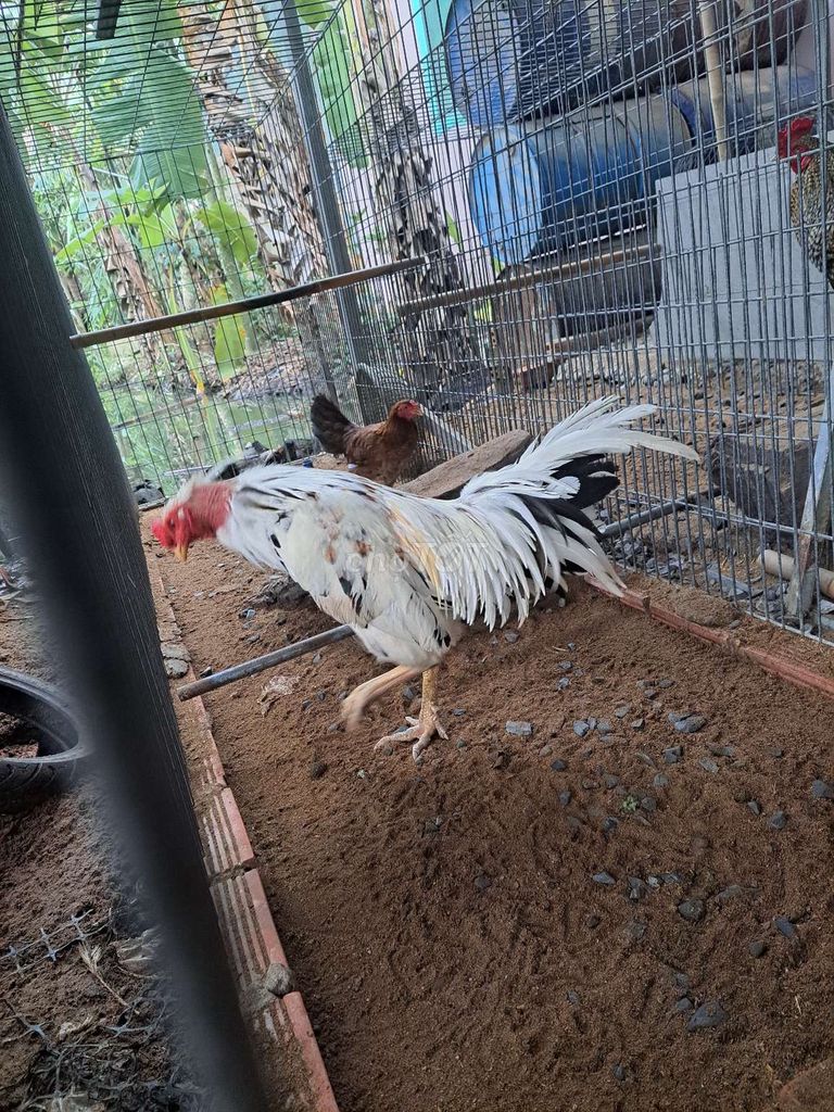 Bán gà như hình. Mua bán Gà tại Huyện Bình Chánh Tp Hồ Chí Minh được đăng bởi nguyen ma phi hung hình 1