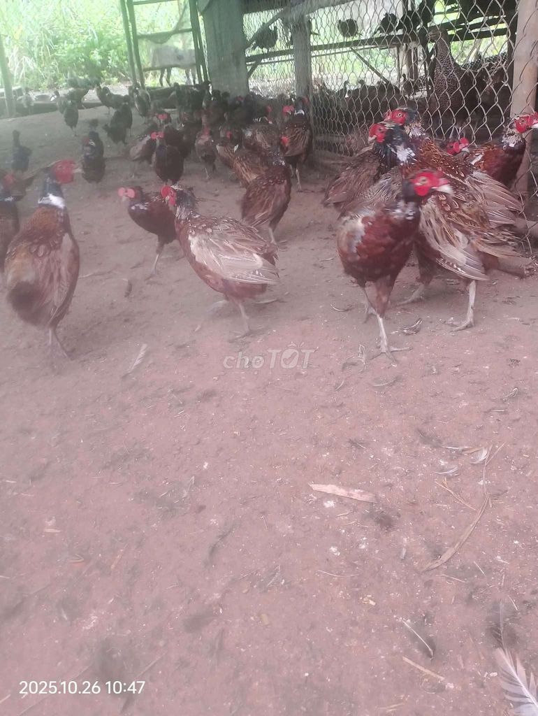 Chim trĩ xanh đỏ. Mua bán Chim tại Quận 12 Tp Hồ Chí Minh được đăng bởi ĐÔNG TẢO QUANG HẢI APD Q12 hình 5