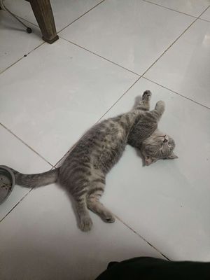 Mèo aln chân lùn tai cụp. Mua bán Mèo tại Quận Liên Chiểu Đà Nẵng được đăng bởi Tuyển Thanh