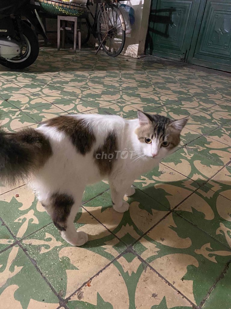 bán mèo lai tây lông xù đẹp màu trắng đen.. Mua bán Mèo tại Quận Thanh Xuân Hà Nội được đăng bởi thuỷ hình 1