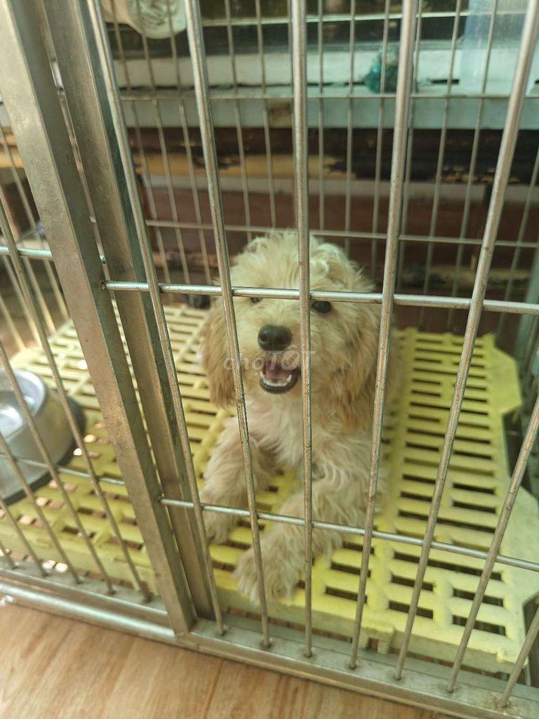 Poodle size nhỏ giá hạt rẻ. Mua bán Chó tại Quận 12 Tp Hồ Chí Minh được đăng bởi Nguyễn Anh Duẩn hình 2