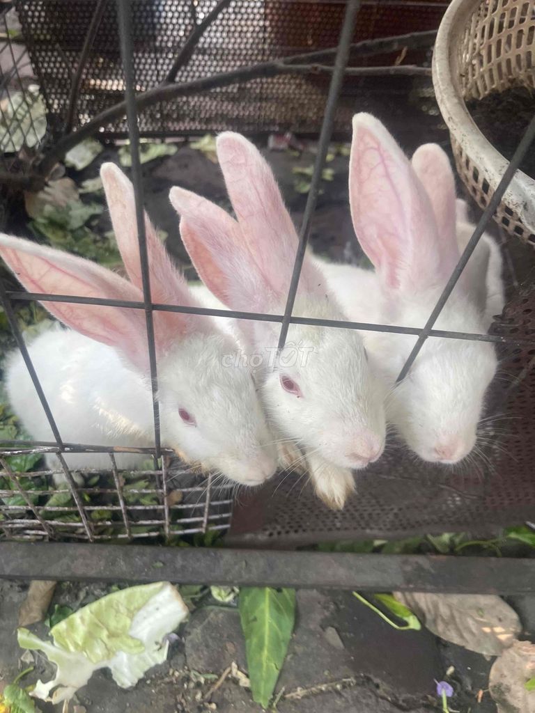 Thỏ Trắng. Mua bán Thú cưng khác tại Quận 7 Tp Hồ Chí Minh được đăng bởi Lam Pham hình 1