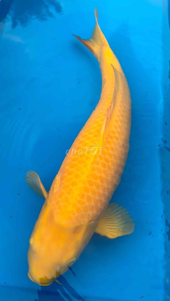 Cá Koi Nhật Karashi 75cm